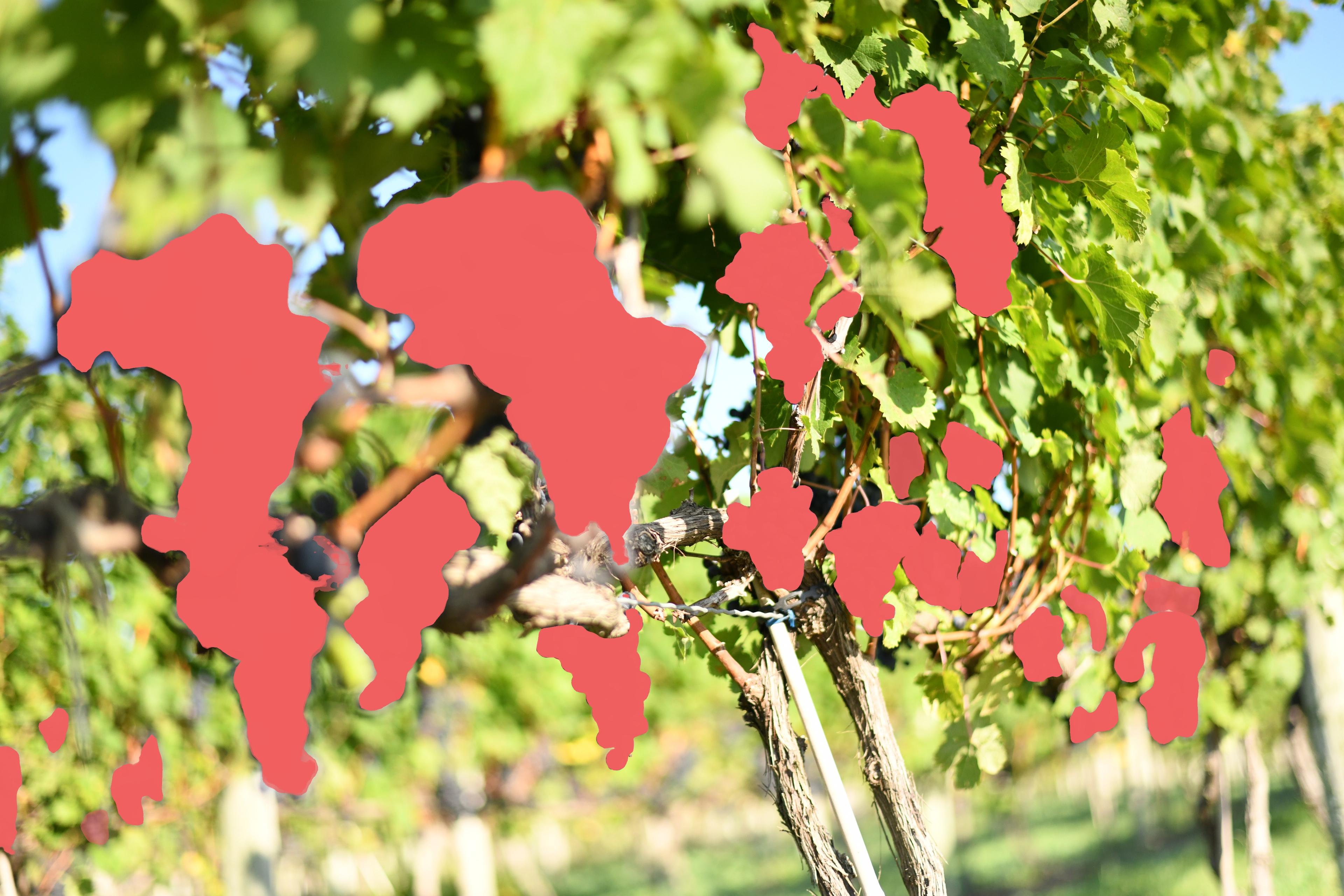 Grapes detected on the vine in 2025